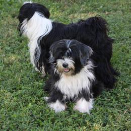 Tibetan Terriers from Floresta Tibetan Terriers