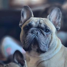 Louie - French Bulldog
