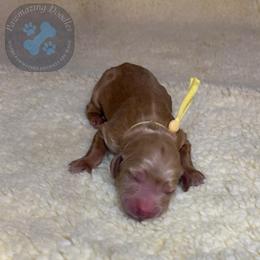 Caramel - Red  female Goldendoodle puppy in Summerville, South Carolina from Pawmazing Doodles