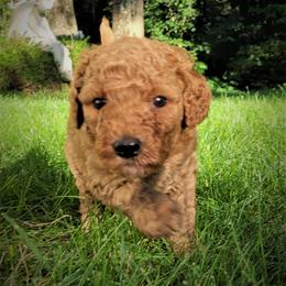 Poodle Puppies from Elite Standard Poodle