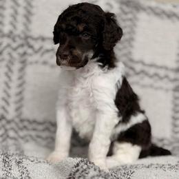 Carousel - Phantom male Poodle puppy in Lavonia, Georgia from Peach Blossom Kennels