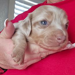 Girl 1 - Fawn (isabella) and cream female Dachshund puppy in Port Charlotte, Florida from Vicki's Dachshund Crossing