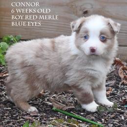 Connor - Red merle male Miniature Australian Shepherd puppy in Patterson, North Carolina from DreamLine Aussies
