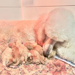 Poodle puppies from Dreamland Standard Poodles
