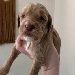 Milky Way - Goldendoodle puppy from Lola Bear Goldendoodles