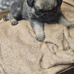 Blue collar - Fawn male Pug puppy in Sultan, Washington from Pawsome Pug Companions
