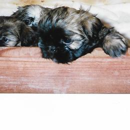 Shih Tzu Puppies from Shih Tzu Dreams Come True