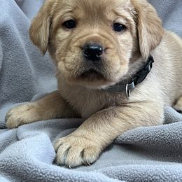 Grey collar - Yellow female Labrador Retriever puppy in Beaverdam, Virginia from Gold Heart Labradors