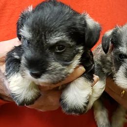 Miniature Schnauzers from Purty Tweet Pups