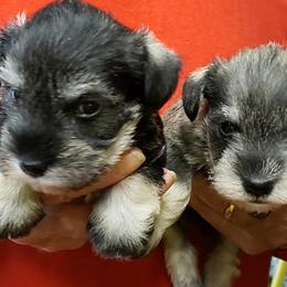 Miniature Schnauzers from Purty Tweet Pups