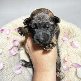 Gala - Sable female German Shepherd puppy in Oakland, Oregon from VHM German Shepherds