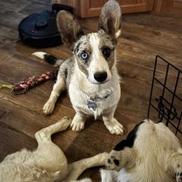 Cardigan Welsh Corgi All Grown Up from BELieve Cardigan Welsh Corgis