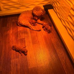 Purple - Red  female Poodle puppy in Bessemer City, North Carolina from JJs Puppies of the Carolinas