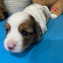 Mia - Piebald female Dachshund puppy in Bullard, Texas from Mimidachs of Texas