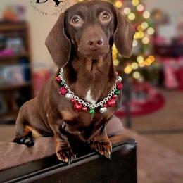 Bonnie - Dachshund
