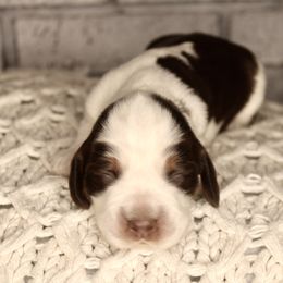 Girl 1 - Black white and tan English Springer Spaniel puppy in Swainsboro, Georgia from Sweet Georgia Springers
