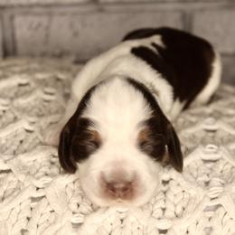 Girl 1 - Black white and tan English Springer Spaniel puppy in Swainsboro, Georgia from Sweet Georgia Springers