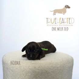 Norma - Brindle female Dachshund puppy in Royse City, Texas from Truehearted Miniature Dachshunds