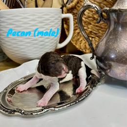 Pecan - Parti male Labradoodle puppy in Candler, North Carolina from Maple Bakin’ Doodles
