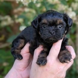 Slater - Black male Shihpoo puppy in Coshocton, Ohio from Forever Family Puppies