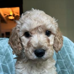 Simon - Cream male Goldendoodle puppy in Lowville, New York from Adirondack Labradoodles