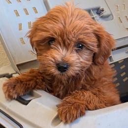 Sunny- under 10 pound girl - Red  female Goldendoodle puppy in Point, Texas from Tiny Paws Goldendoodles