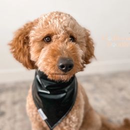 Ruby - Goldendoodle