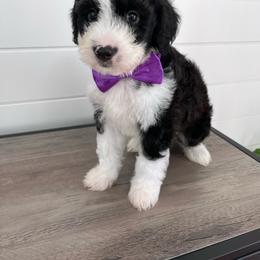 Boots - Black and white male Bernedoodle puppy in Garrettsville, Ohio from Sunset Family Farm