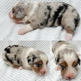 Blue Merle male 3 - Blue merle male Miniature Australian Shepherd puppy in Brooker, Florida from Honey, I Shrunk the Aussies