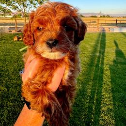 Green Male - Red  male Goldendoodle puppy in Fruita Colorado, Colorado from Oodles of Teacup Doodles