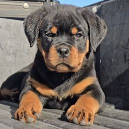 Tasha Von Hurleyhaus - Black and mahogany female Rottweiler puppy in Holts Summit, Missouri from Hurleyhaus Rottweilers