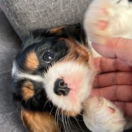 Cavalier King Charles Spaniel puppies from Celtic Star Cavaliers