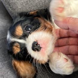 Cavalier King Charles Spaniel puppies from Celtic Star Cavaliers