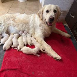 Female - Light golden female Golden Retriever puppy in Tacoma, Washington from Canyon Meadows Farm