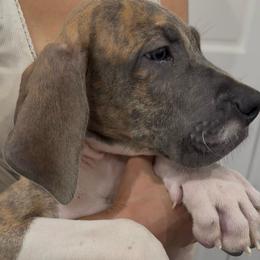 Roman Candle - Blue brindle male Great Dane puppy in Florida from Beachside Kennels