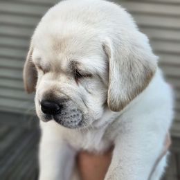 Buttons - Labrador Retriever puppy from Walnut Creek English Labs
