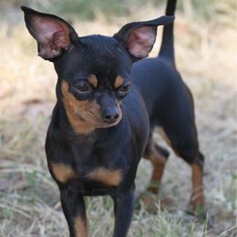 Tiny tink - Chihuahua