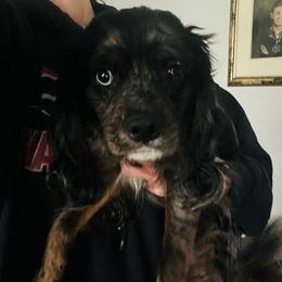 Josie - Cockapoo