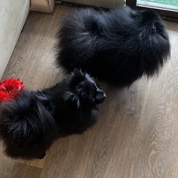 Pomeranians from Patricia Iranco's Pomeranians