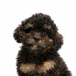 Kobe - Black and tan male Cavapoo puppy in Warrensburg, Missouri from Supreme Doodles