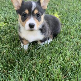 Pembroke Welsh Corgis from G.G.'s Corgis