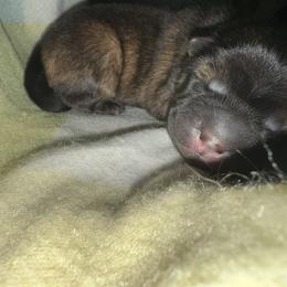 Chinese Shar-Pei Puppies from Peitato Chips
