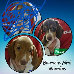 Pixel - Piebald male Dachshund puppy in New Caney, Texas from BouncinMiniWeenies