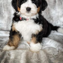 Bernedoodle Puppies from Furry Tail Doodles