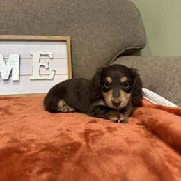 Rose - Chocolate and tan female Dachshund puppy in Stilwell, Oklahoma from B & K Dachshunds