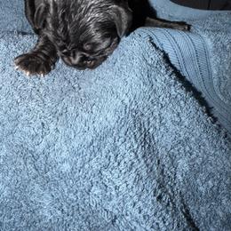 Female 2 - Black female Cane Corso puppy in Pearland, Texas from Lonestar Corso Kennels
