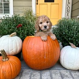S'mores - Apricot female Goldendoodle puppy in Montgomery, Texas from Dacus Doodles