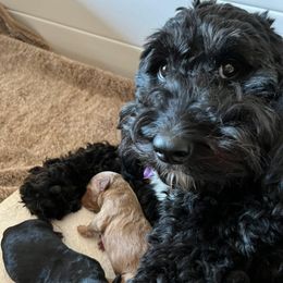 Bernedoodles from Bernedoodle Babies of Scottsdale