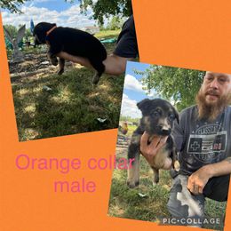 German Shepherd Puppies from Das Müller Hund Haus