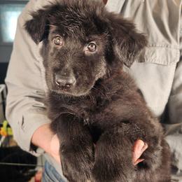 Faith (Red collar) - Black female German Shepherd puppy in Columbus, Indiana from Stony Lonesome GSD